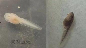 蝌蚪网国产,蝌蚪网引领绿色科技新潮流